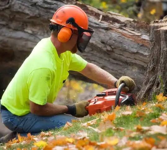 tree services Forest Heights